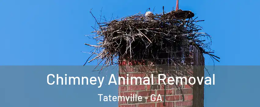 Chimney Animal Removal Tatemville - GA